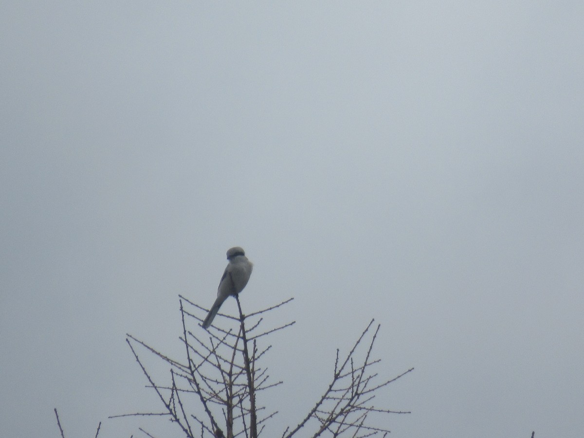 Great Gray Shrike - ML214876341