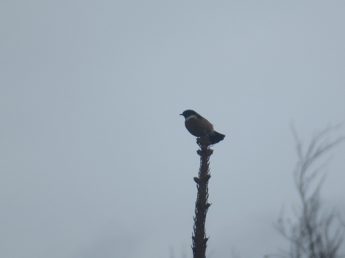 European Stonechat - ML214876461