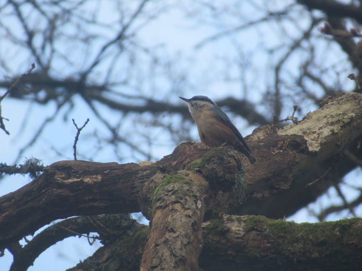 Eurasian Nuthatch - ML214876831