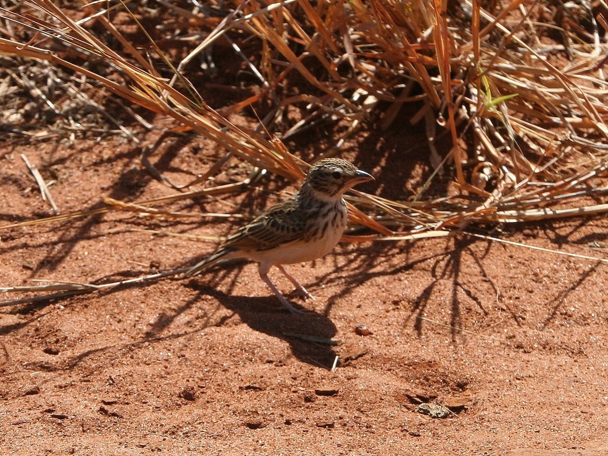 Madagascar Lark - ML214880661