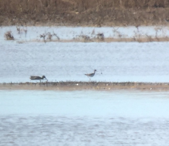 Lesser Yellowlegs - Rick Heil