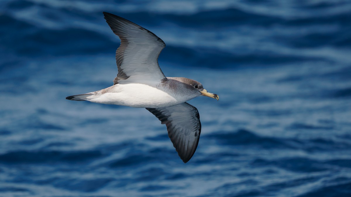 Scopoli's Shearwater - babur hakarar