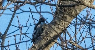 Red-headed Woodpecker - ML214880961