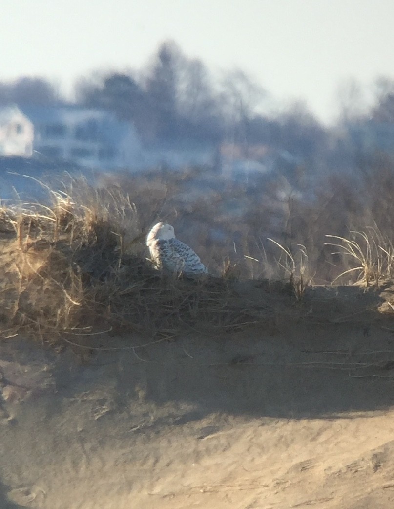 Snowy Owl - Rick Heil