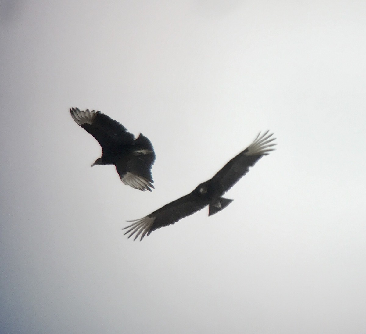 Black Vulture - ML214882711