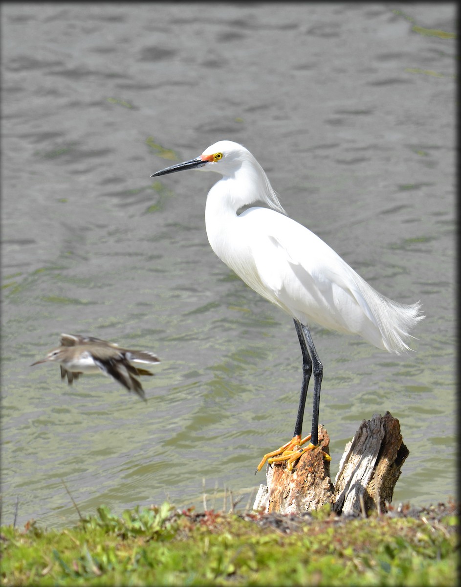 Snowy Egret - ML214882831