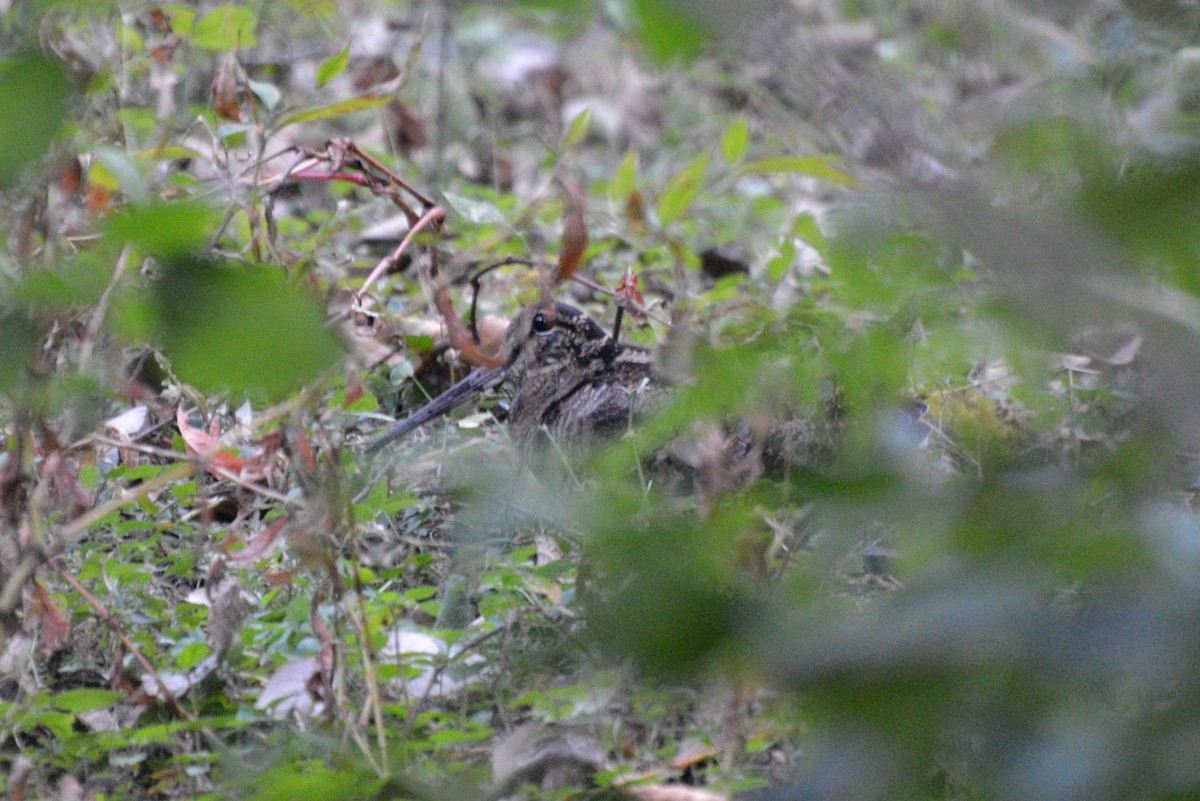 Eurasian Woodcock - ML21488331