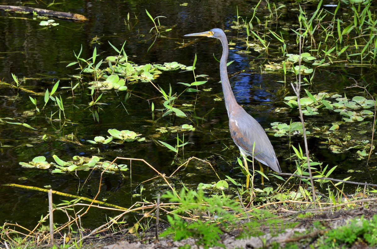 Tricolored Heron - James Glasson