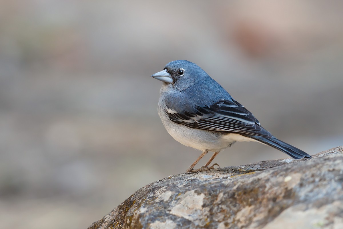 Gran Canaria Blue Chaffinch - ML214883841