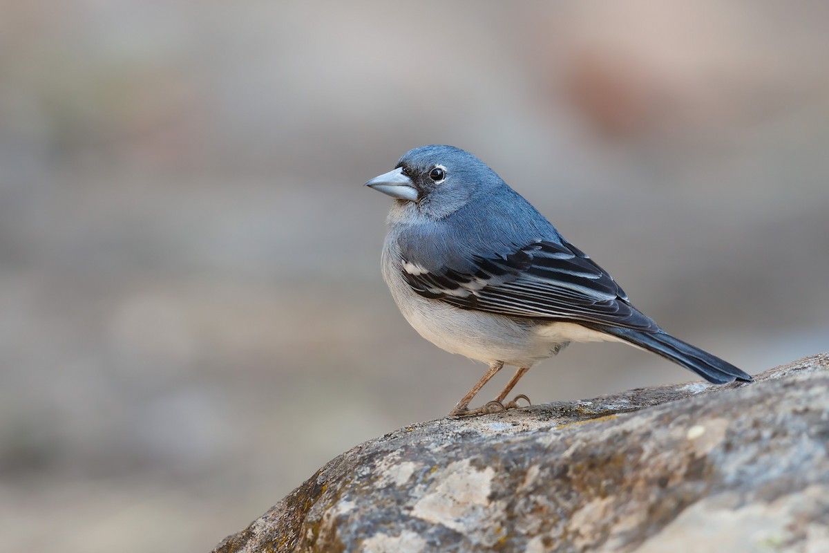 Gran Canaria Blue Chaffinch - Daniel Pettersson