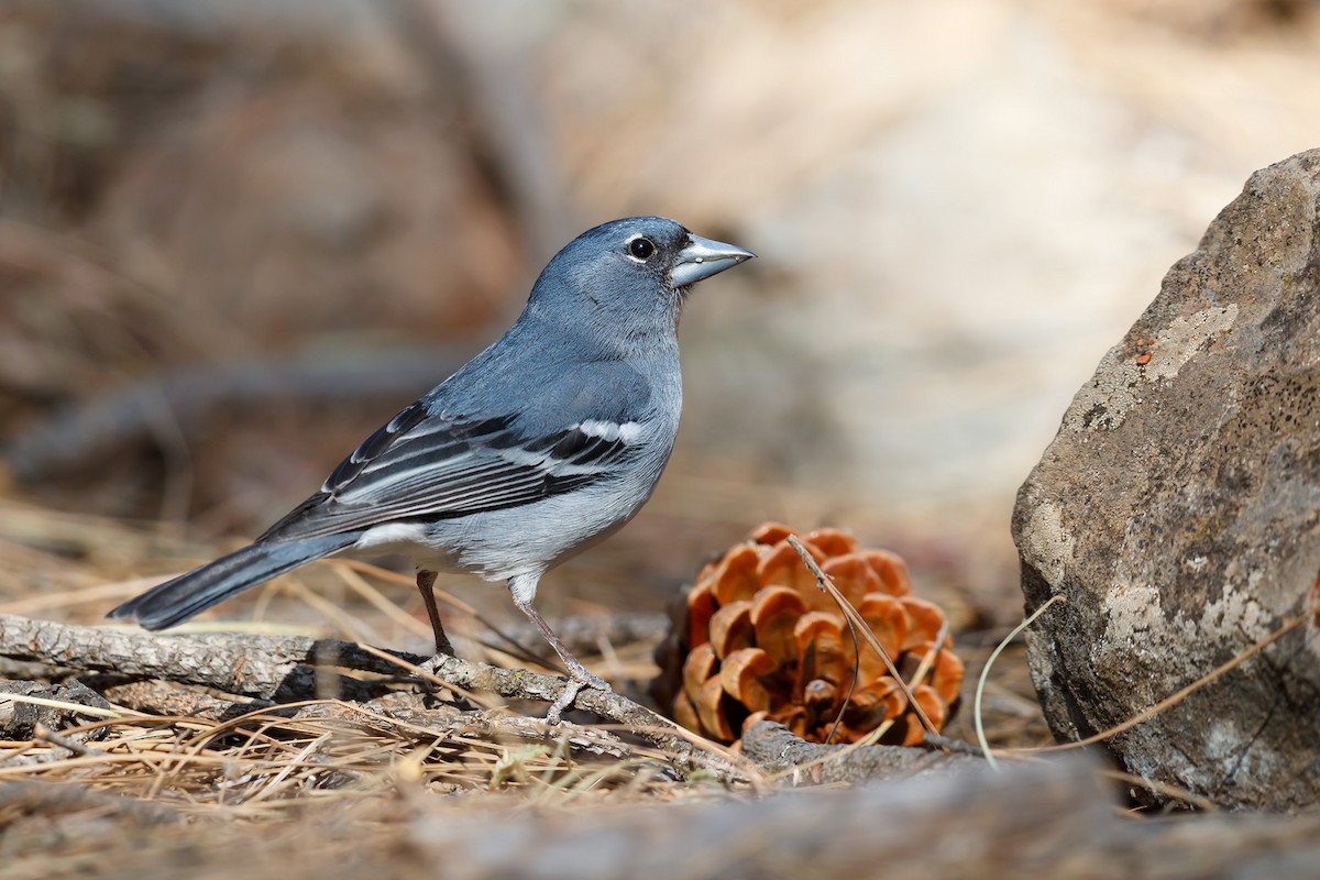 Gran Canaria Blue Chaffinch - ML214883851