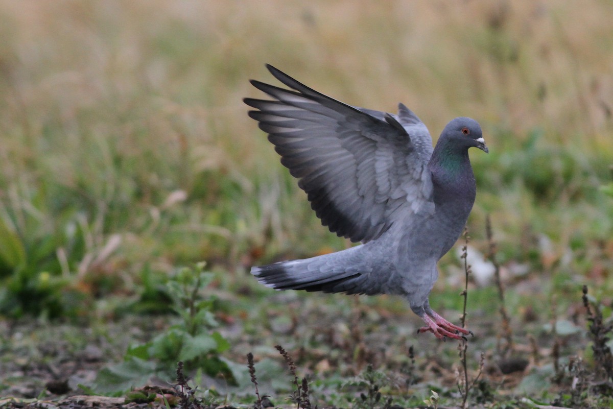 Rock Pigeon (Feral Pigeon) - Brad Walker