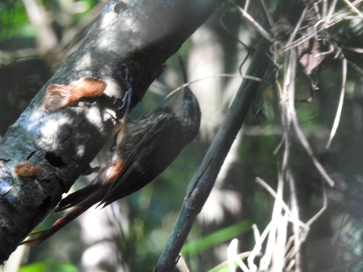 Lesser Woodcreeper - ML214884431