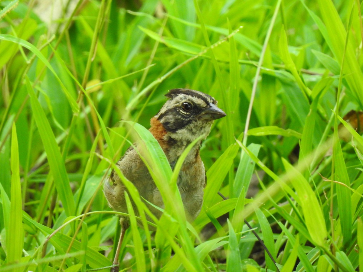 Rufous-collared Sparrow - ML214884521