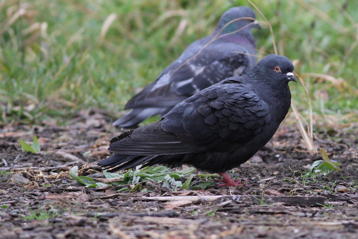 Rock Pigeon (Feral Pigeon) - Brad Walker