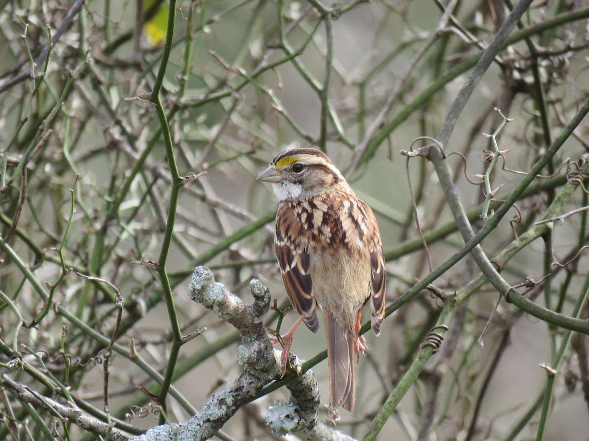 White-throated Sparrow - ML214884861