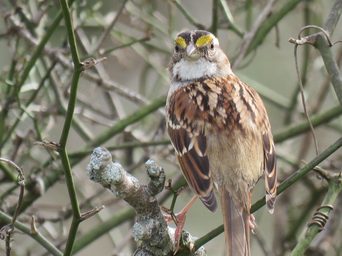 White-throated Sparrow - ML214884911