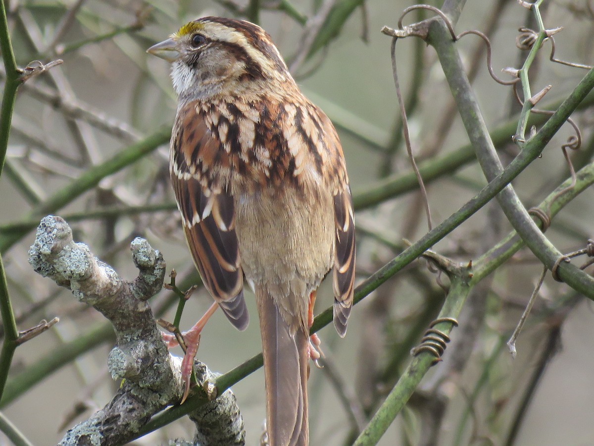 White-throated Sparrow - Guy McGrane