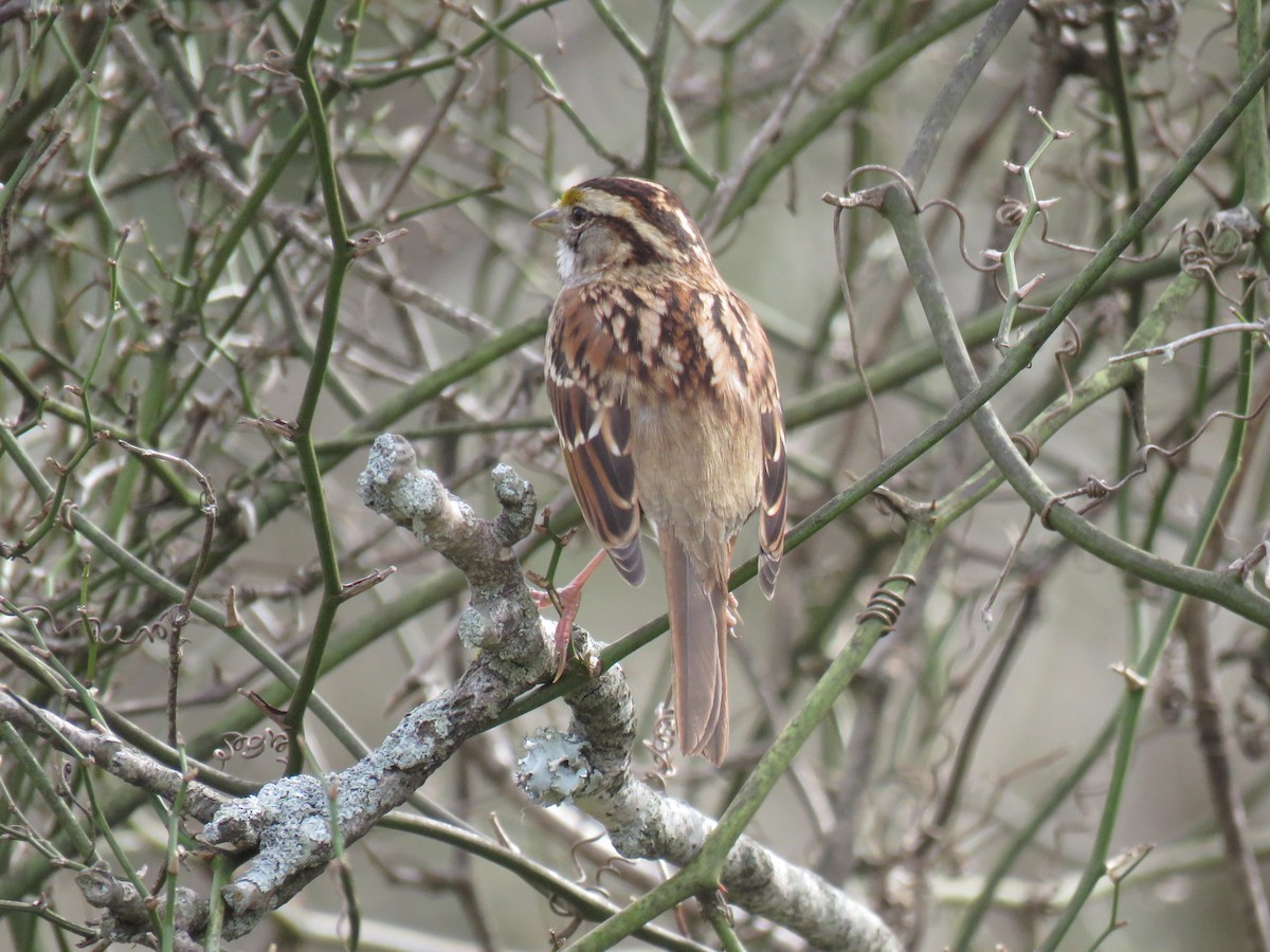 White-throated Sparrow - ML214884961