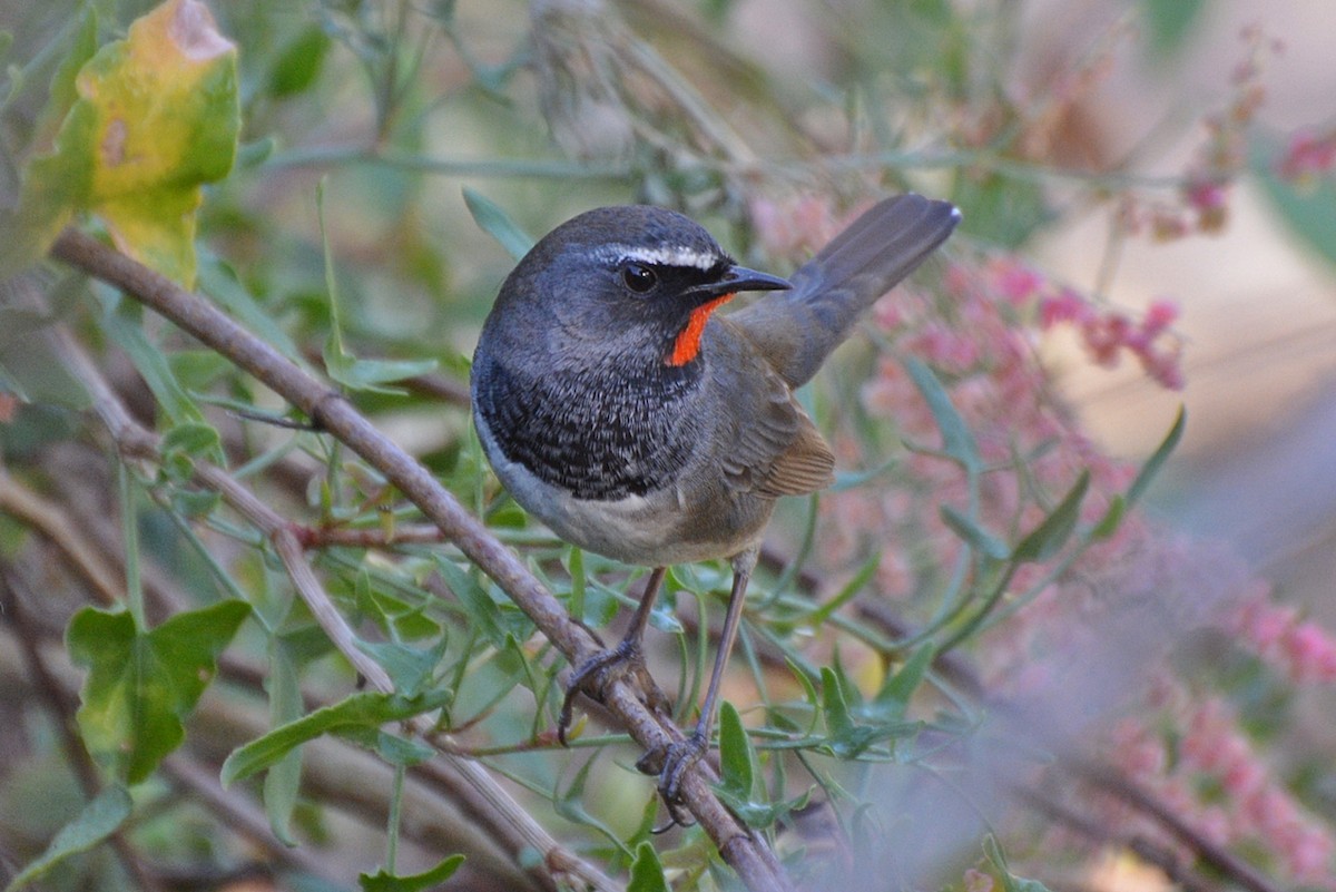 Himalayan Rubythroat - Henry Cook