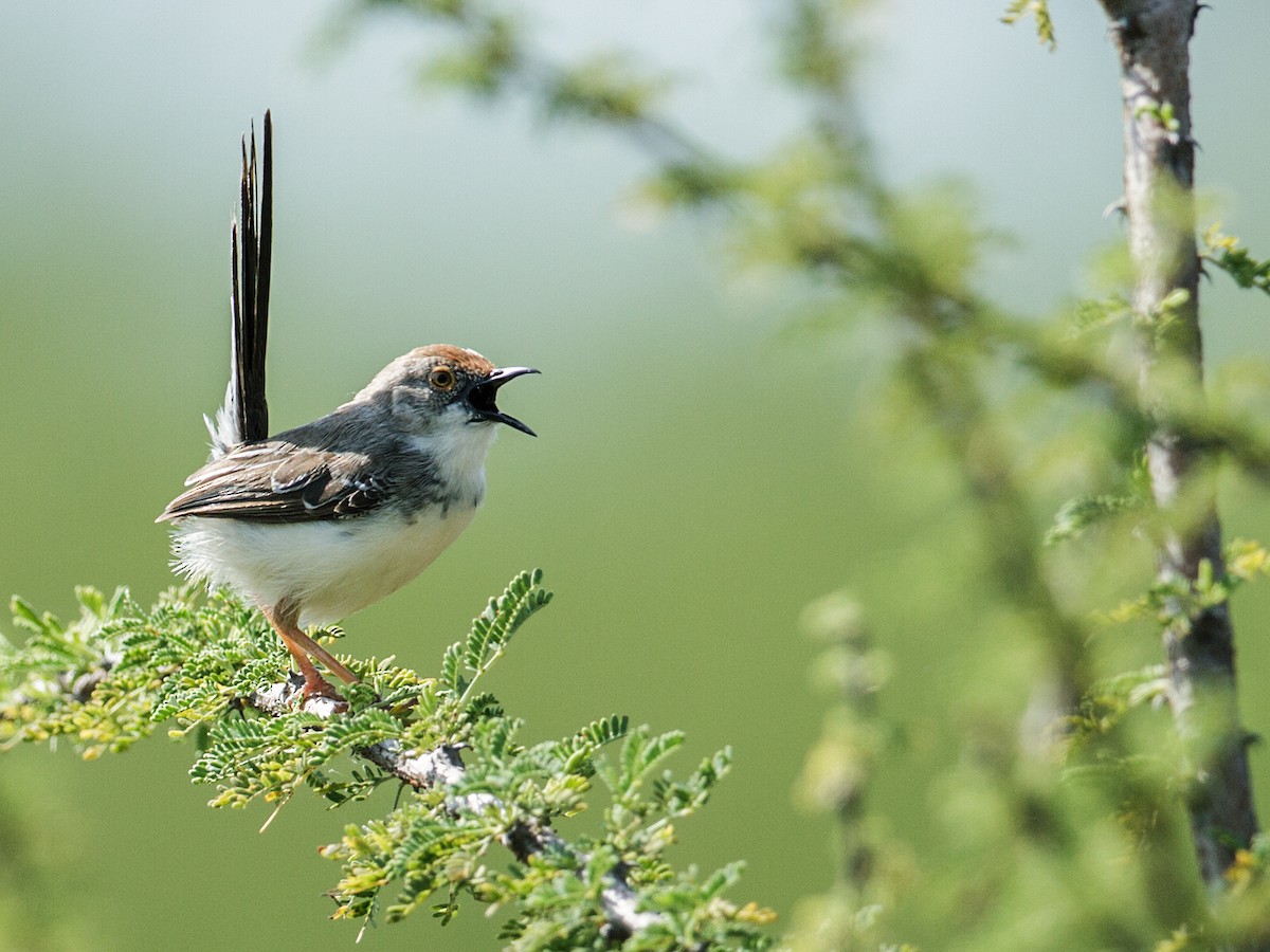 Red-fronted Prinia - Nick Athanas