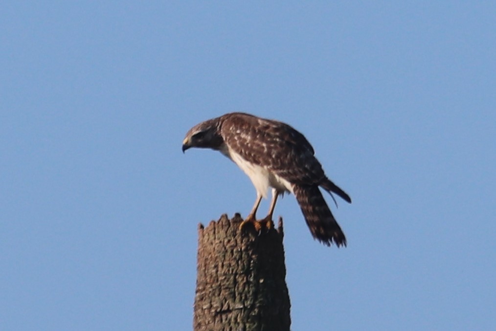 rapace sp. - ML214886411