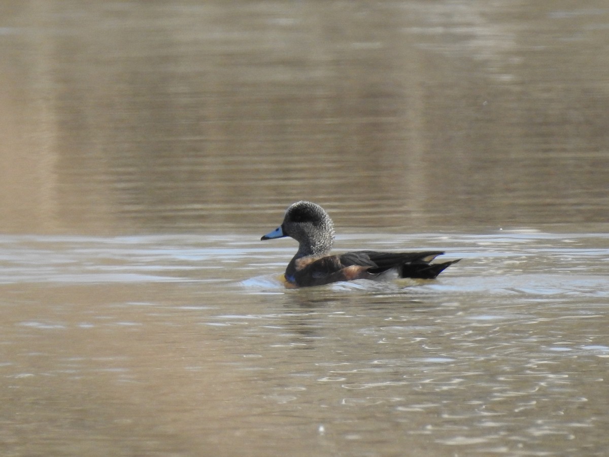 American Wigeon - ML214887221