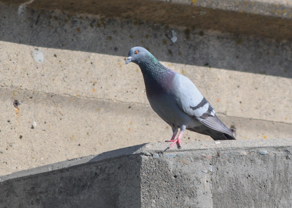 Rock Pigeon (Feral Pigeon) - ML214888611