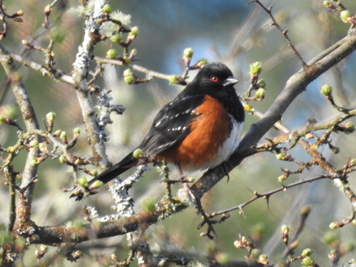 Spotted Towhee - Erik Bergman