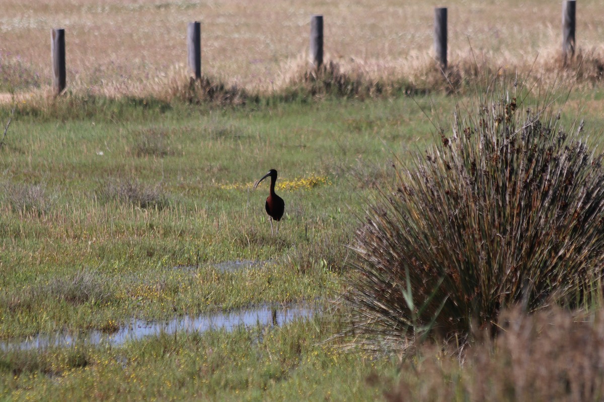 Glossy Ibis - José Oliveira