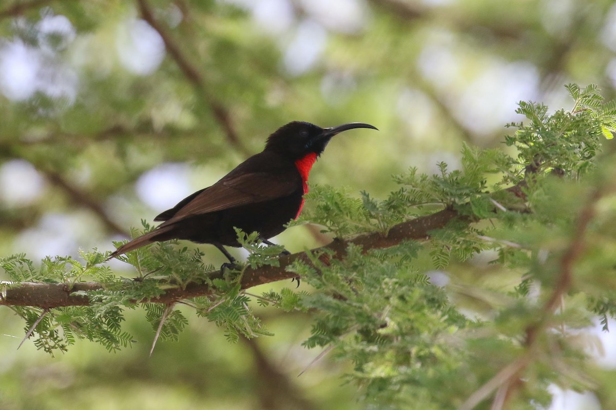 Scarlet-chested Sunbird - ML214889941