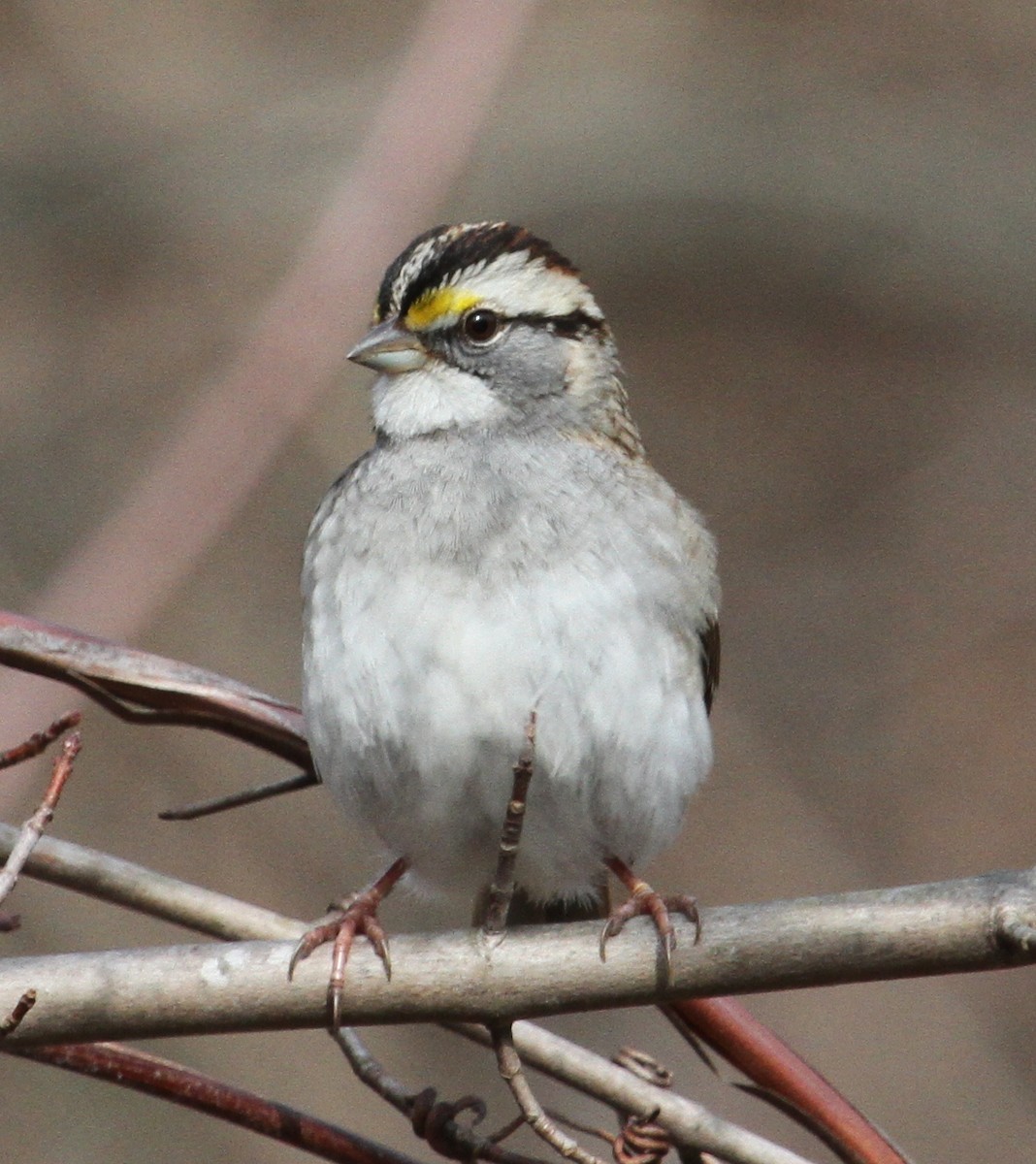 White-throated Sparrow - ML21489061