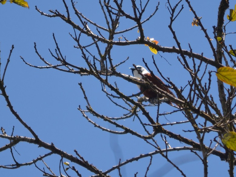 eBird Checklist - 11 Mar 2020 - Cerro Chompipe - 34 species