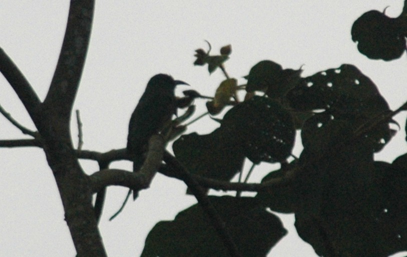 Blue-bearded Bee-eater - ML21489071