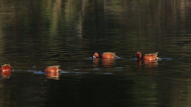 Cinnamon Teal - ML214890931