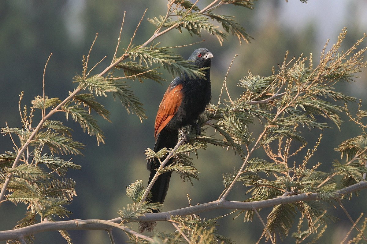 Malagasy Coucal - ML214893751