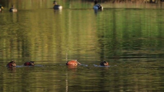 Cinnamon Teal - ML214895681