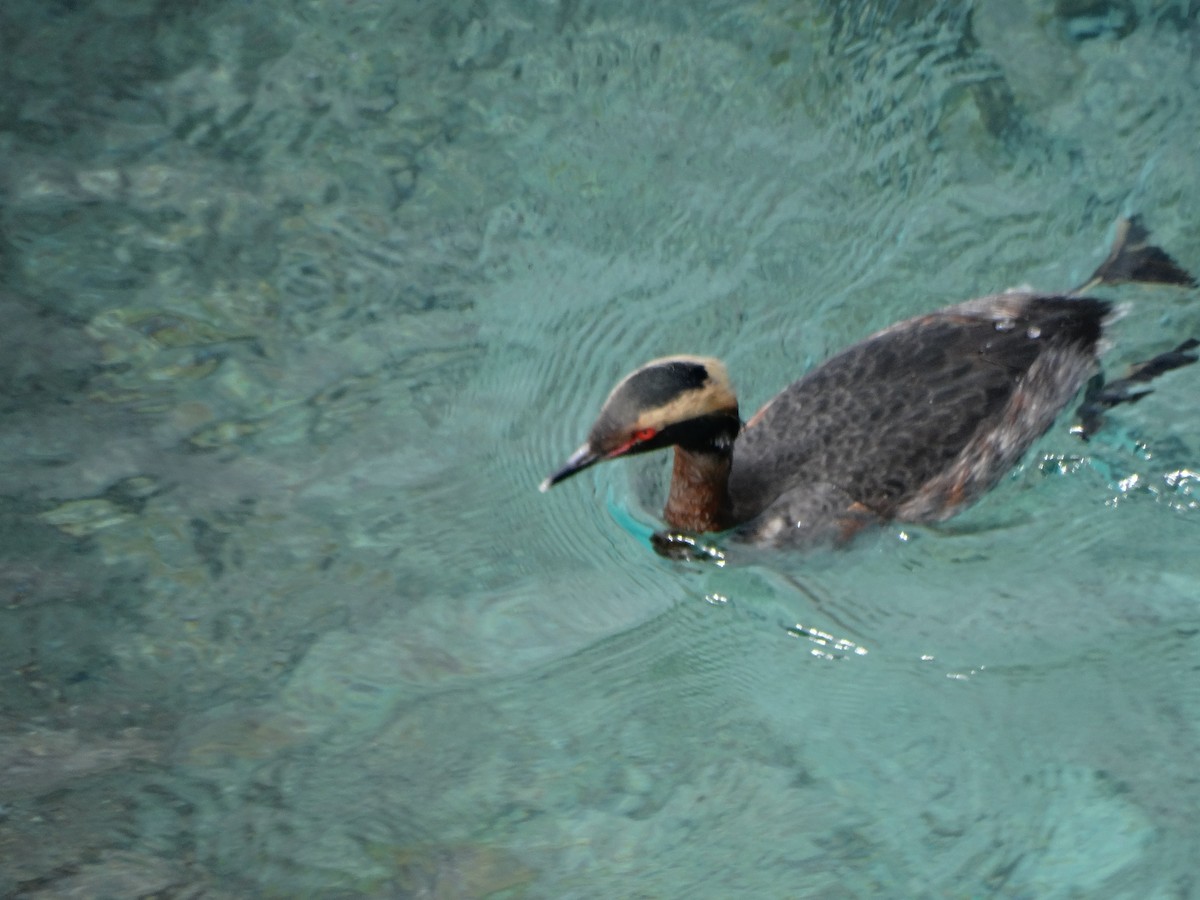 Horned Grebe - Paul Watson