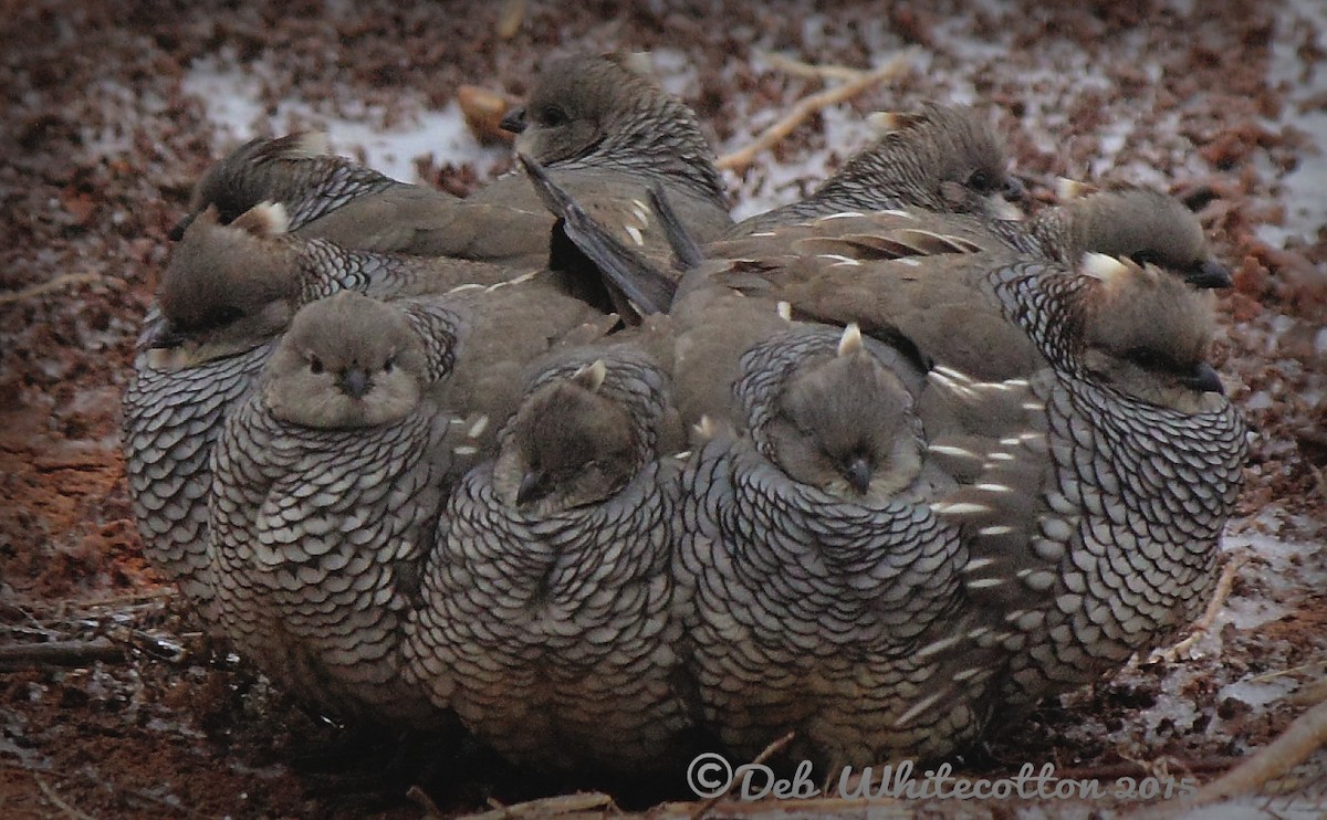 Scaled Quail - Deb Whitecotton