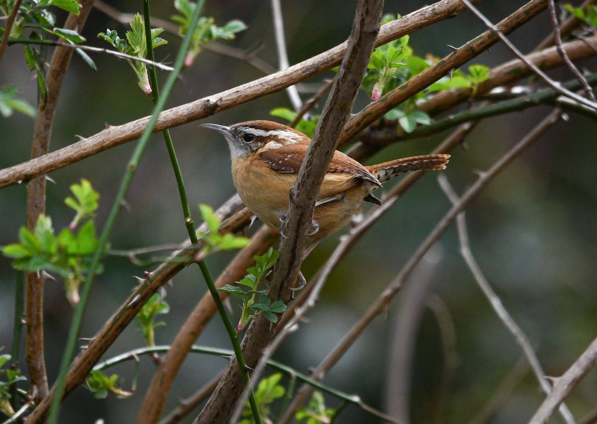 Carolina Wren - ML214899221