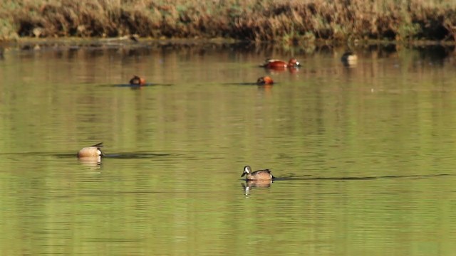 Blue-winged Teal - ML214901261