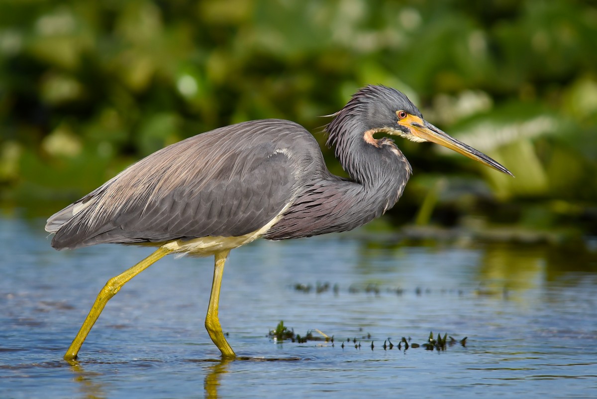 Tricolored Heron - Scott Martin
