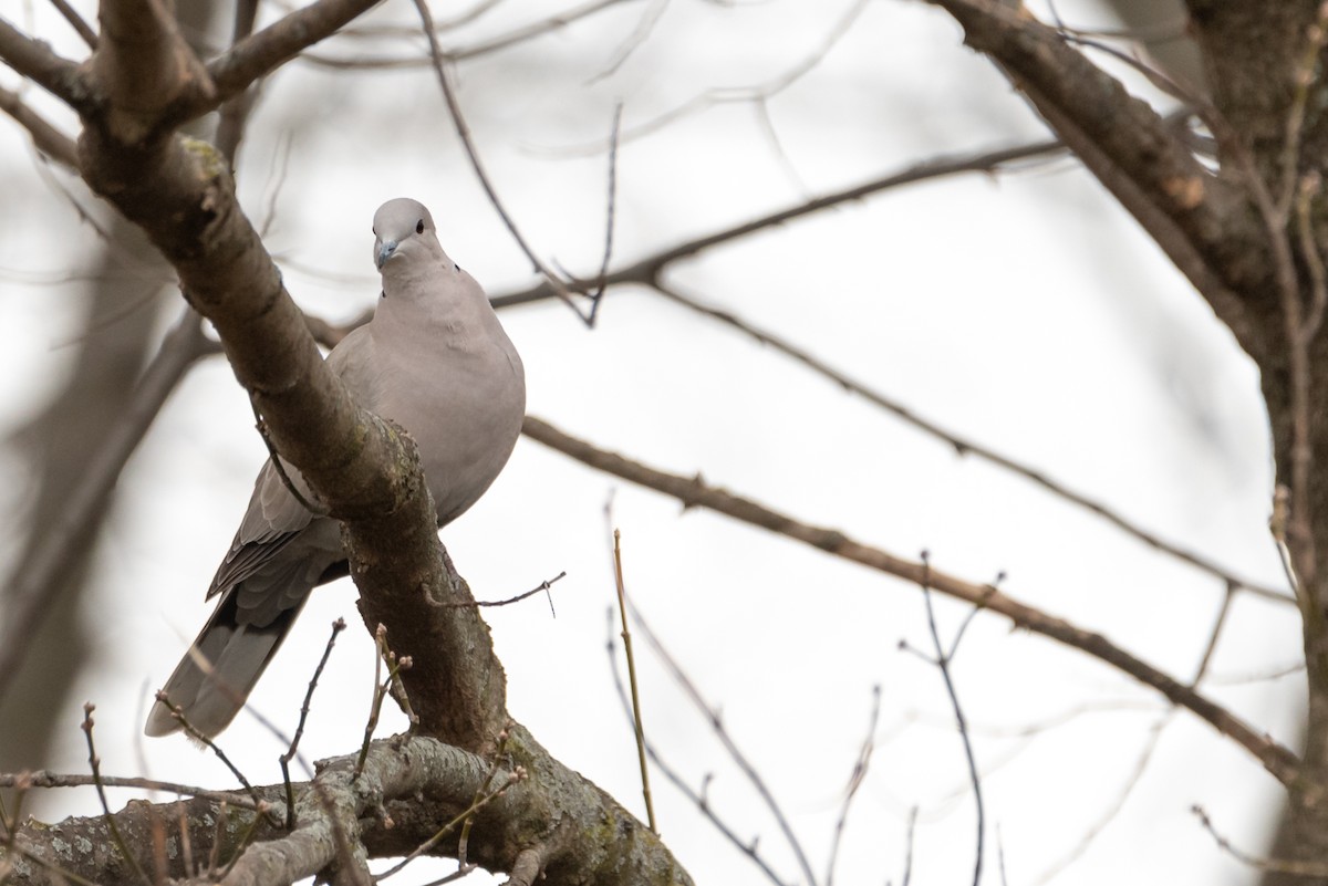 Eurasian Collared-Dove - ML214901871