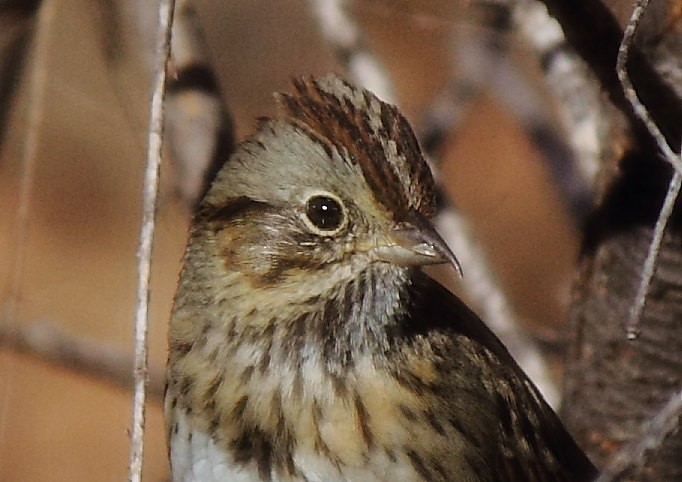 Lincoln's Sparrow - Deb Whitecotton