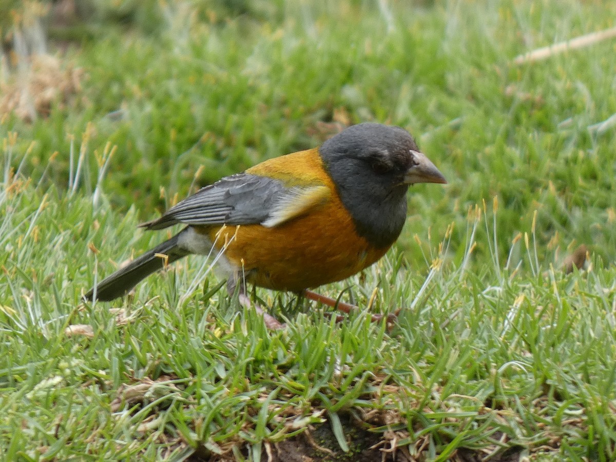 Peruvian Sierra Finch - ML214903201
