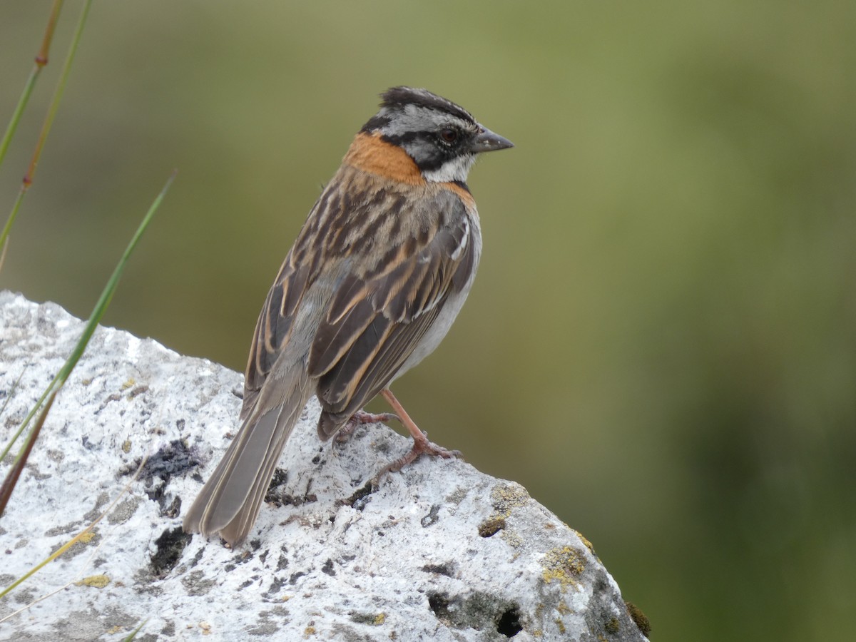 Rufous-collared Sparrow - ML214903351