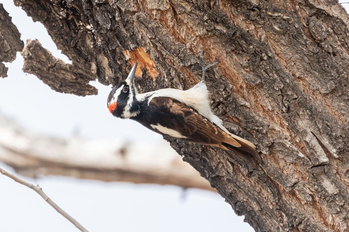 Hairy Woodpecker - Lee Wallace