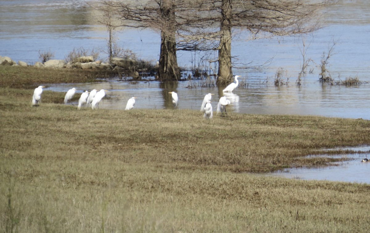 Great Egret - ML214906361