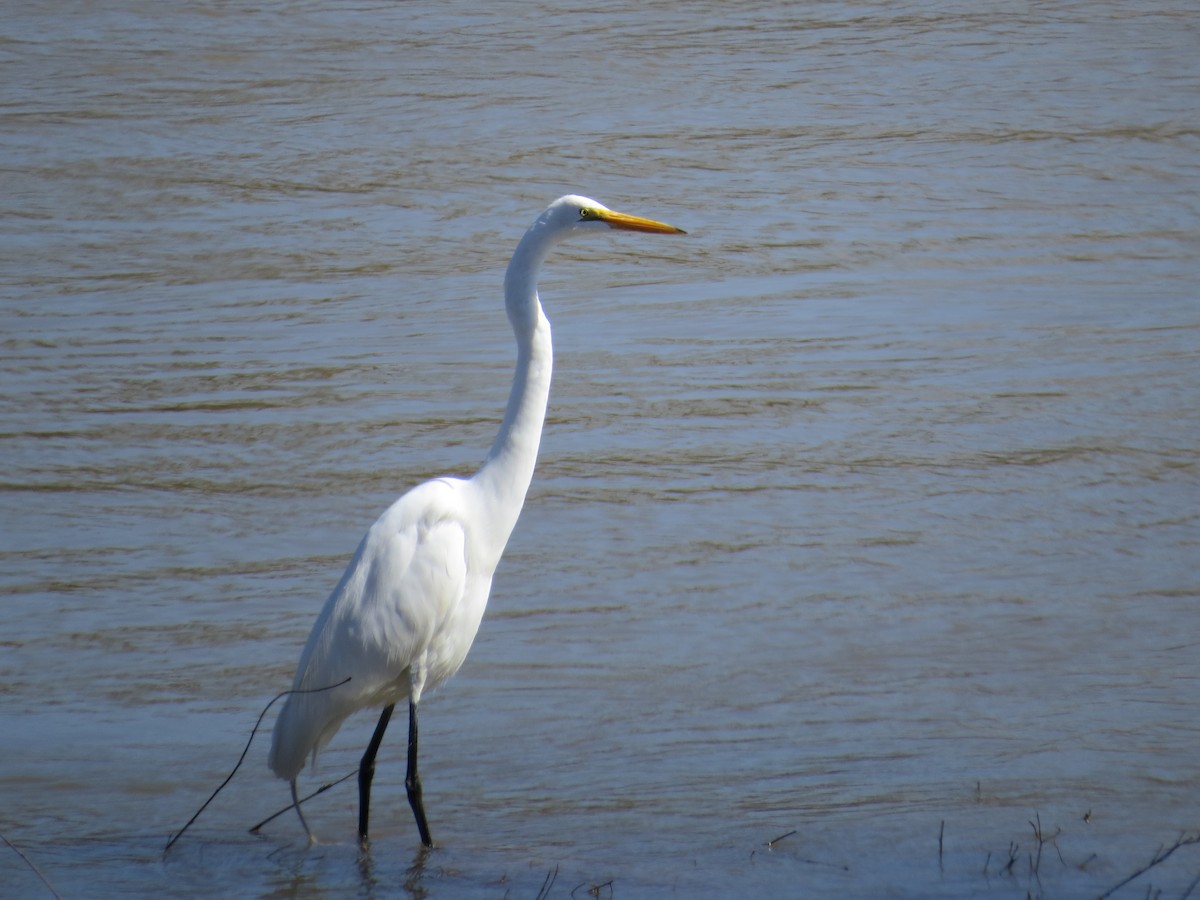 Great Egret - ML214906371