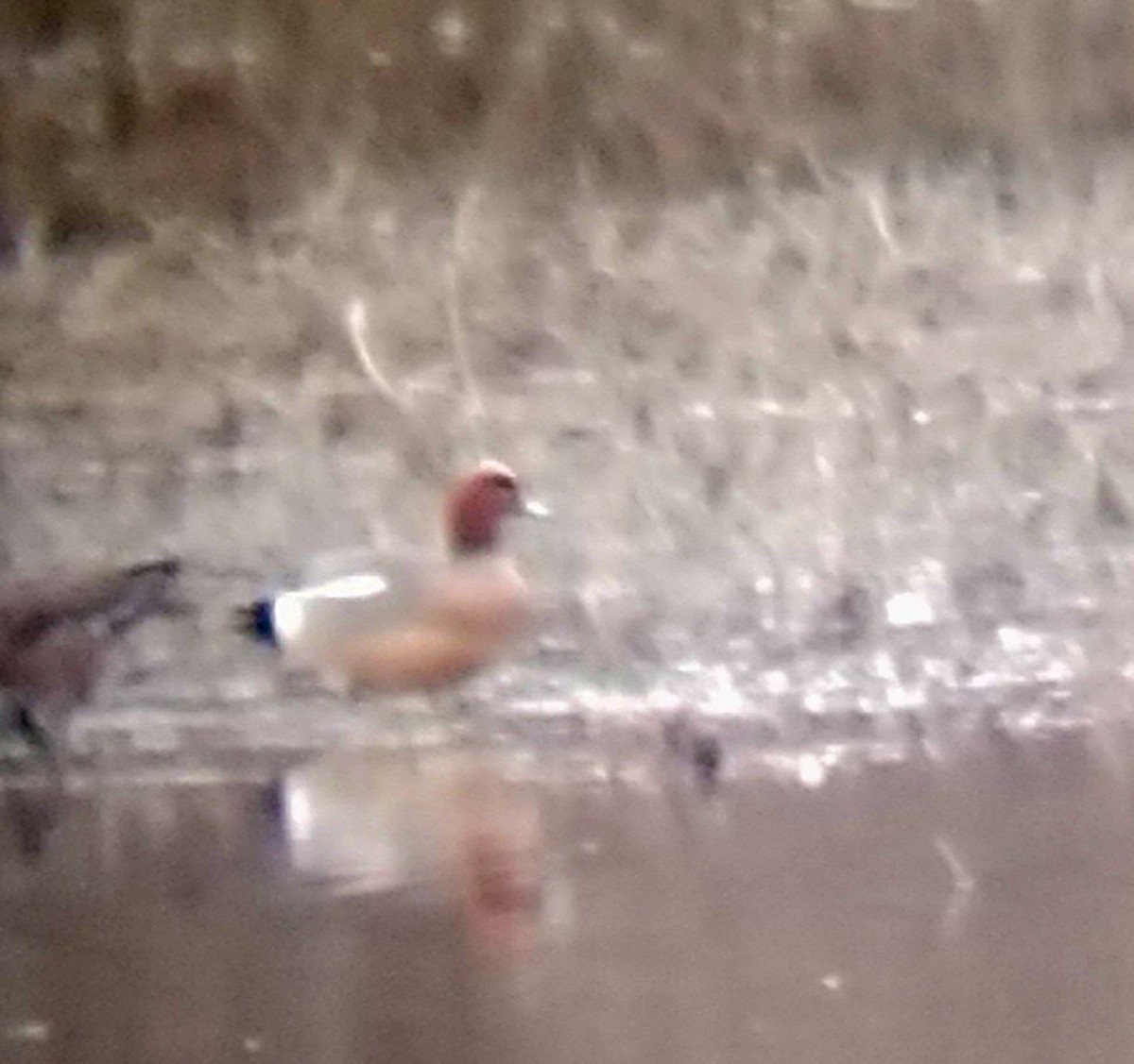 Eurasian Wigeon - ML214906421